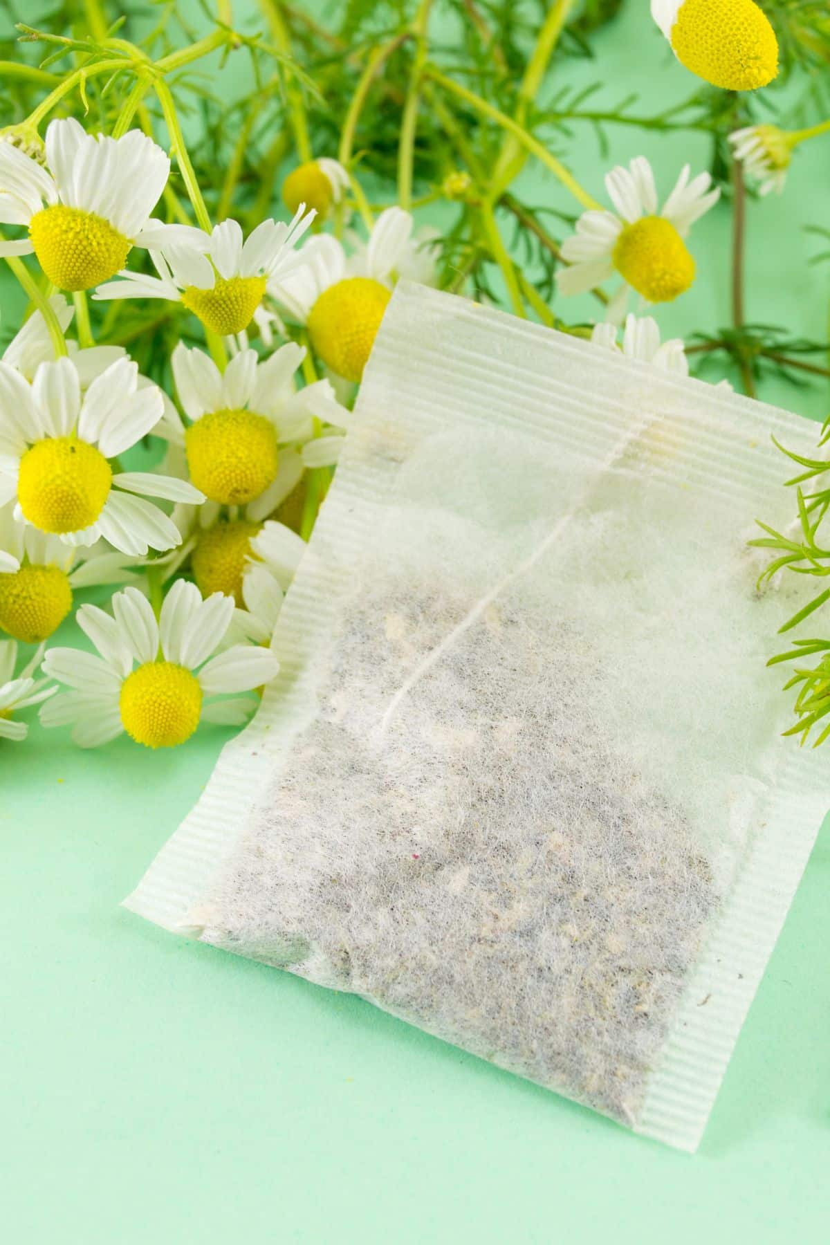 a chamomile tea bag in front of a bunch of chamomile flowers.