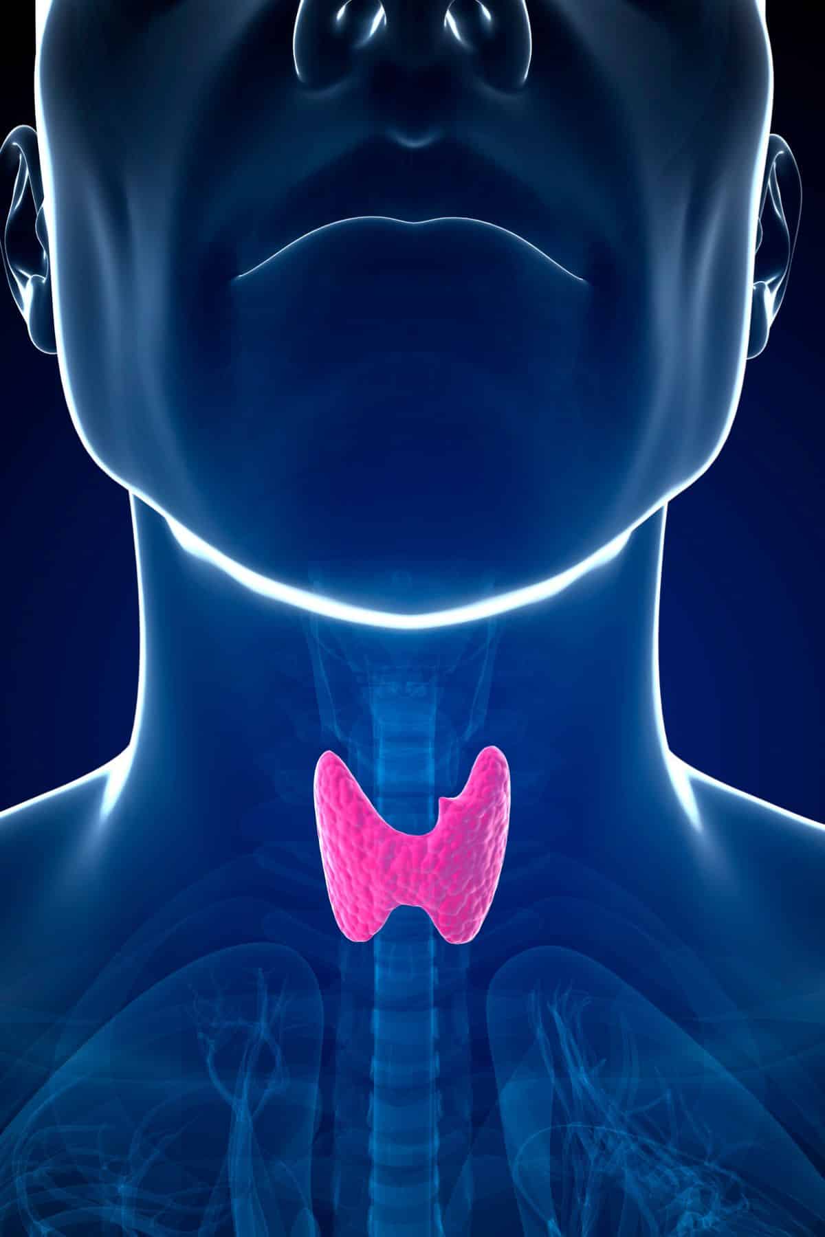 an image highlighting the thyroid in the human body.