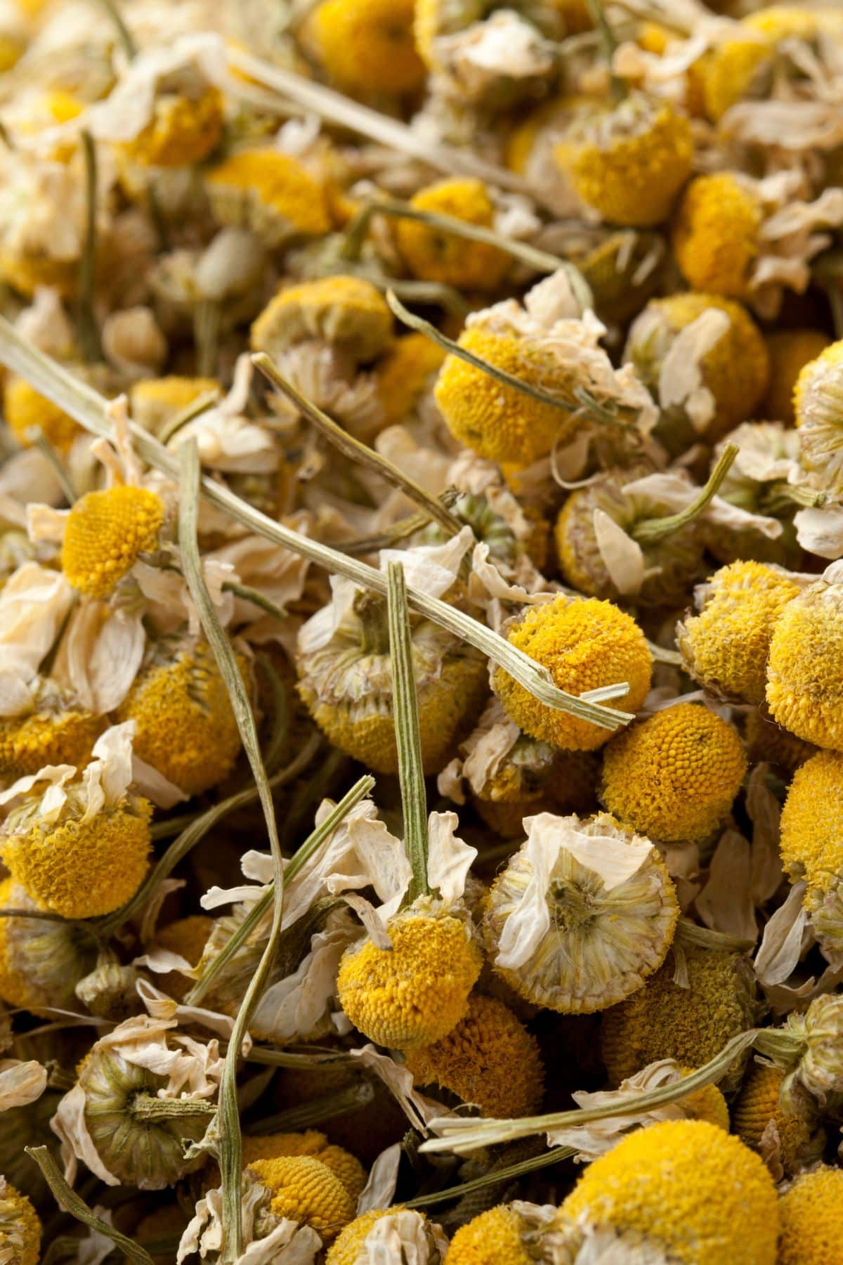 a bunch of dried chamomile plants together.