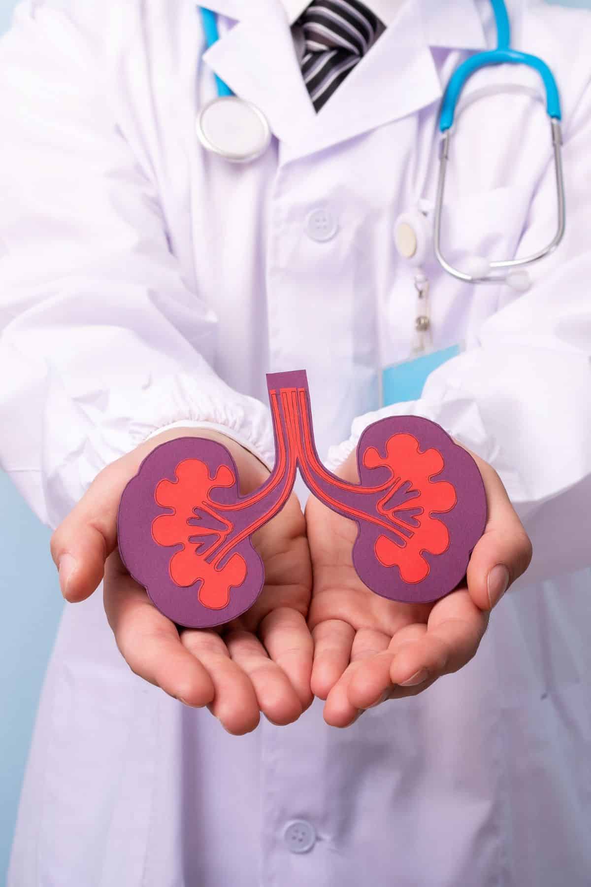 a doctor holding a model of a kidney.