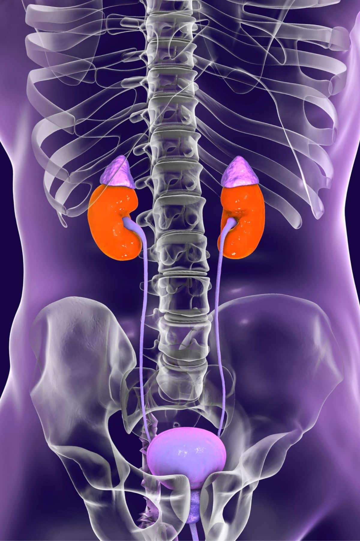 an image depicting kidneys in the human body.