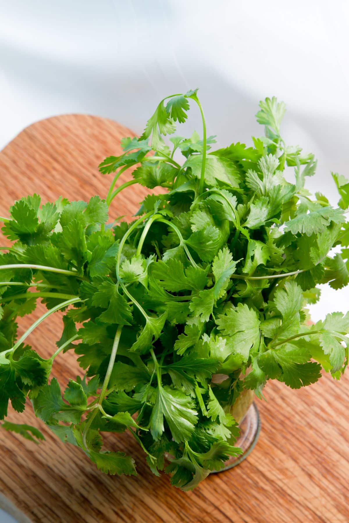 bunch of fresh cilantro in water.