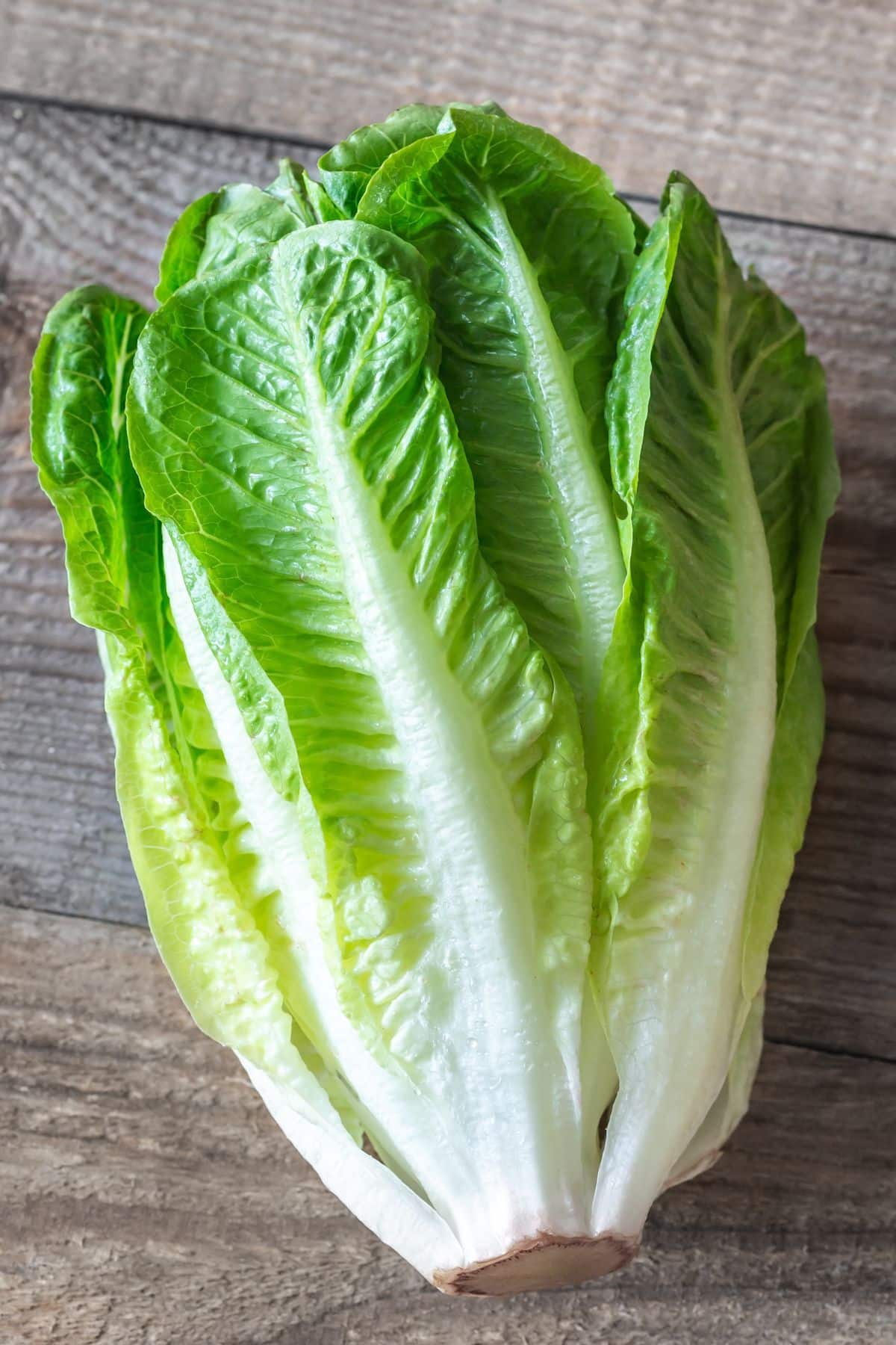 romaine lettuce on table.