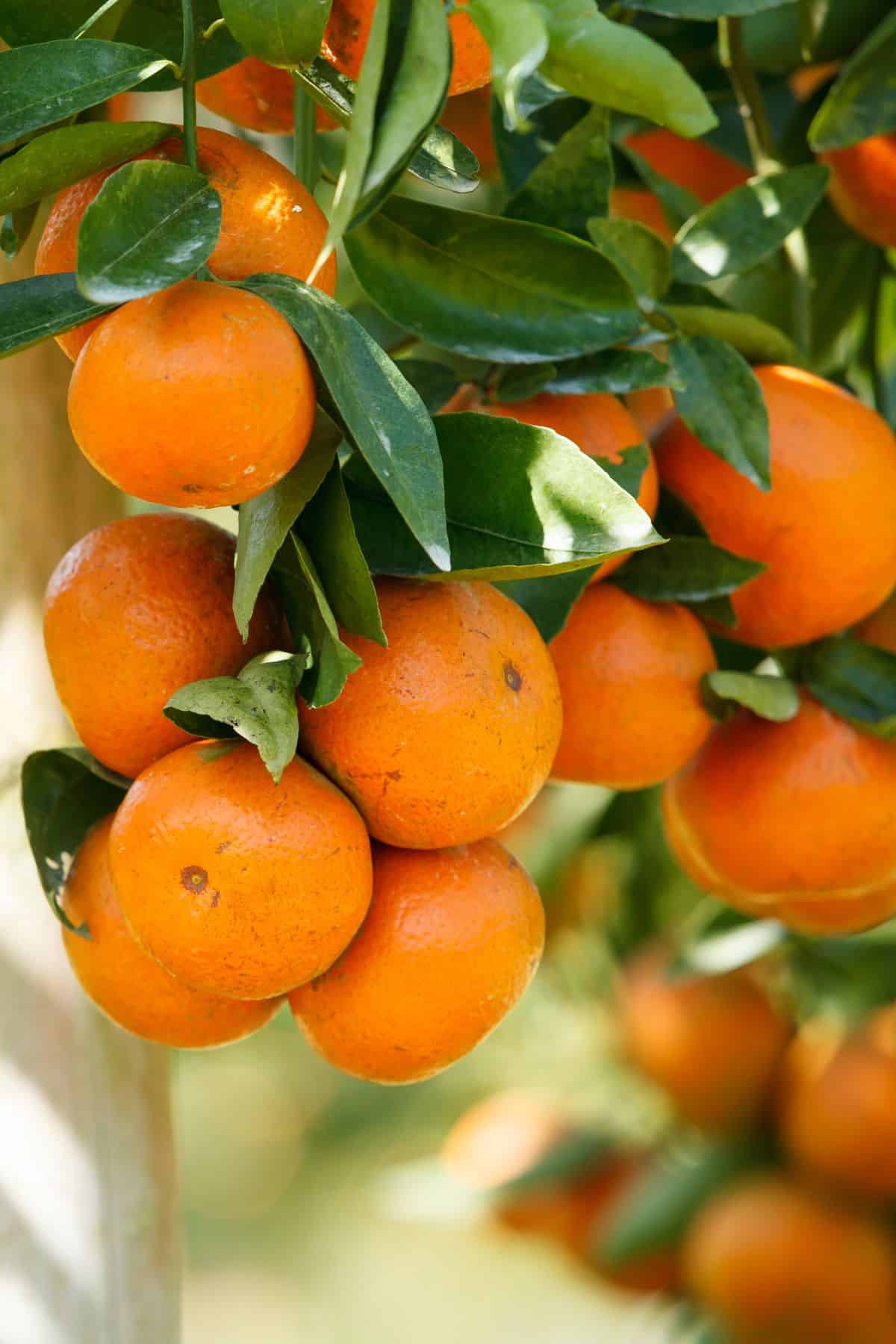 oranges hanging in a tree.