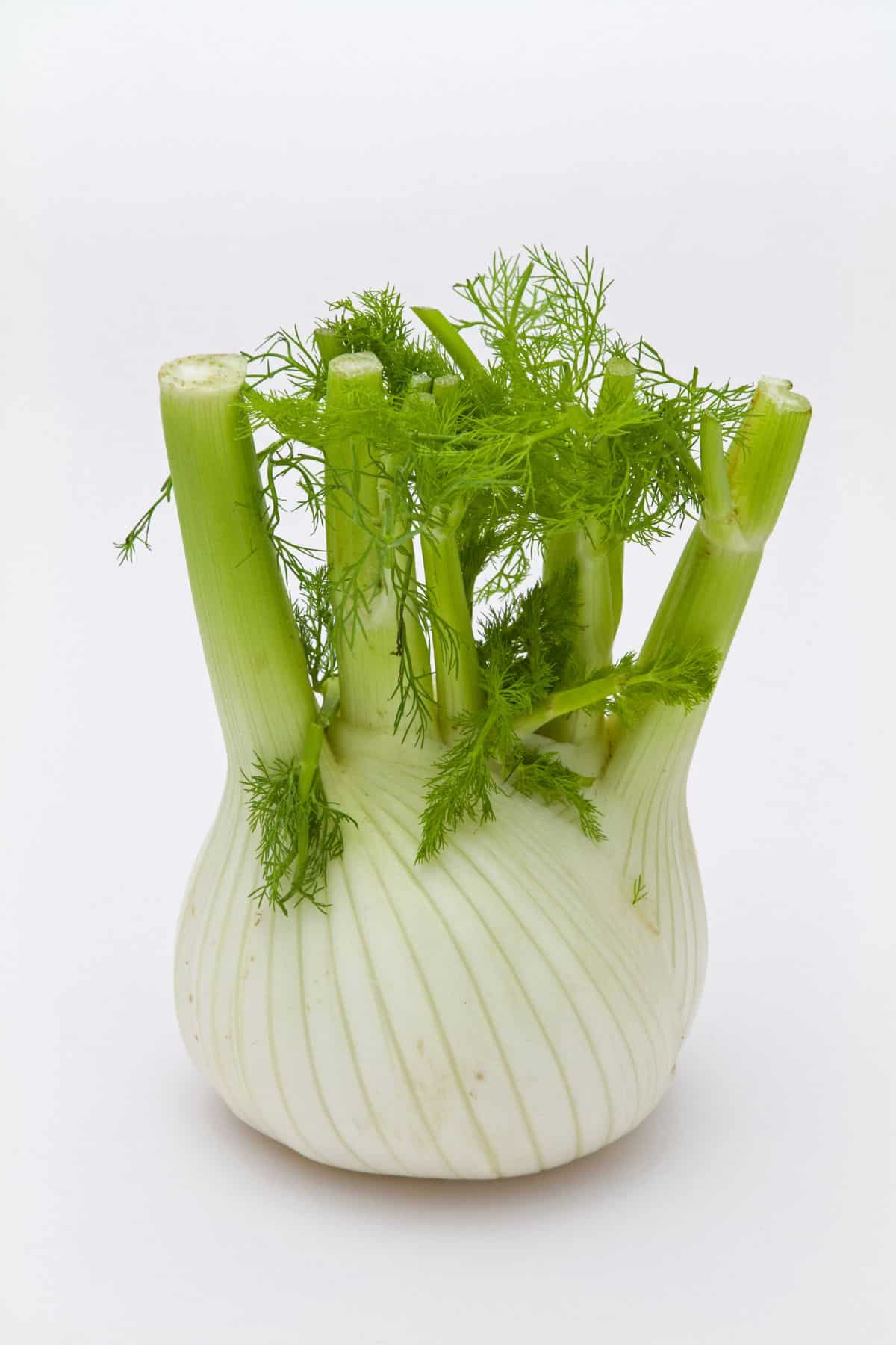 photo of fennel on table.