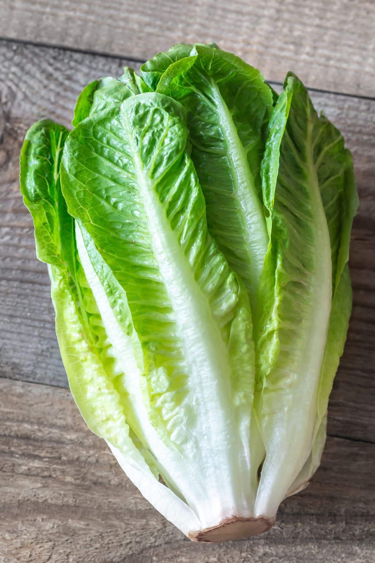 photo of romaine on table.
