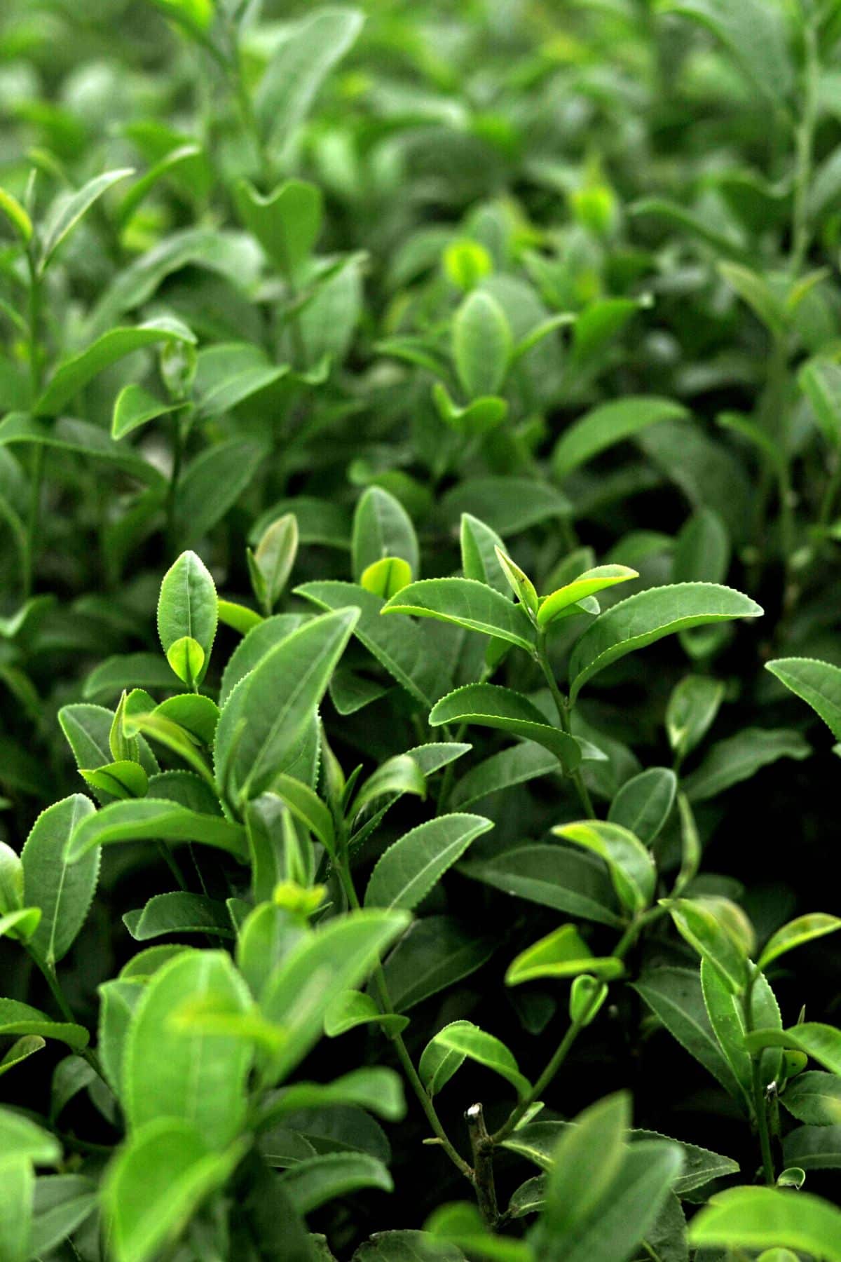 green tea leaves growing in a field.