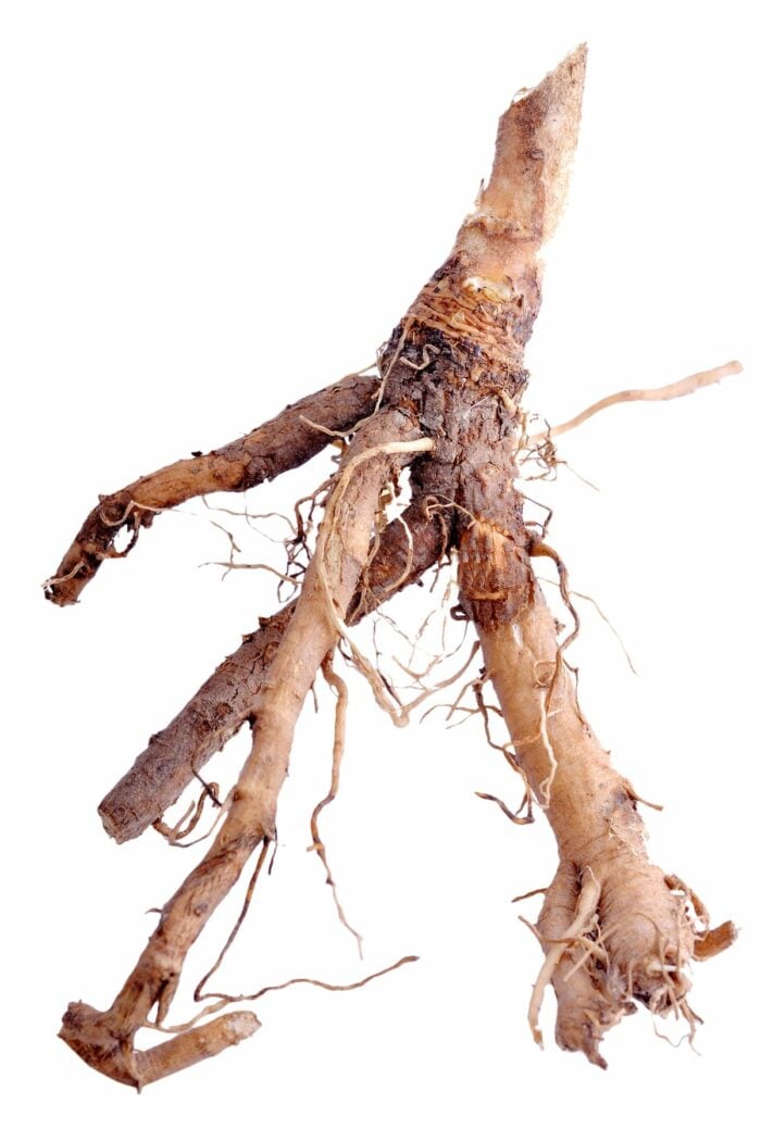 chicory root on a white background.
