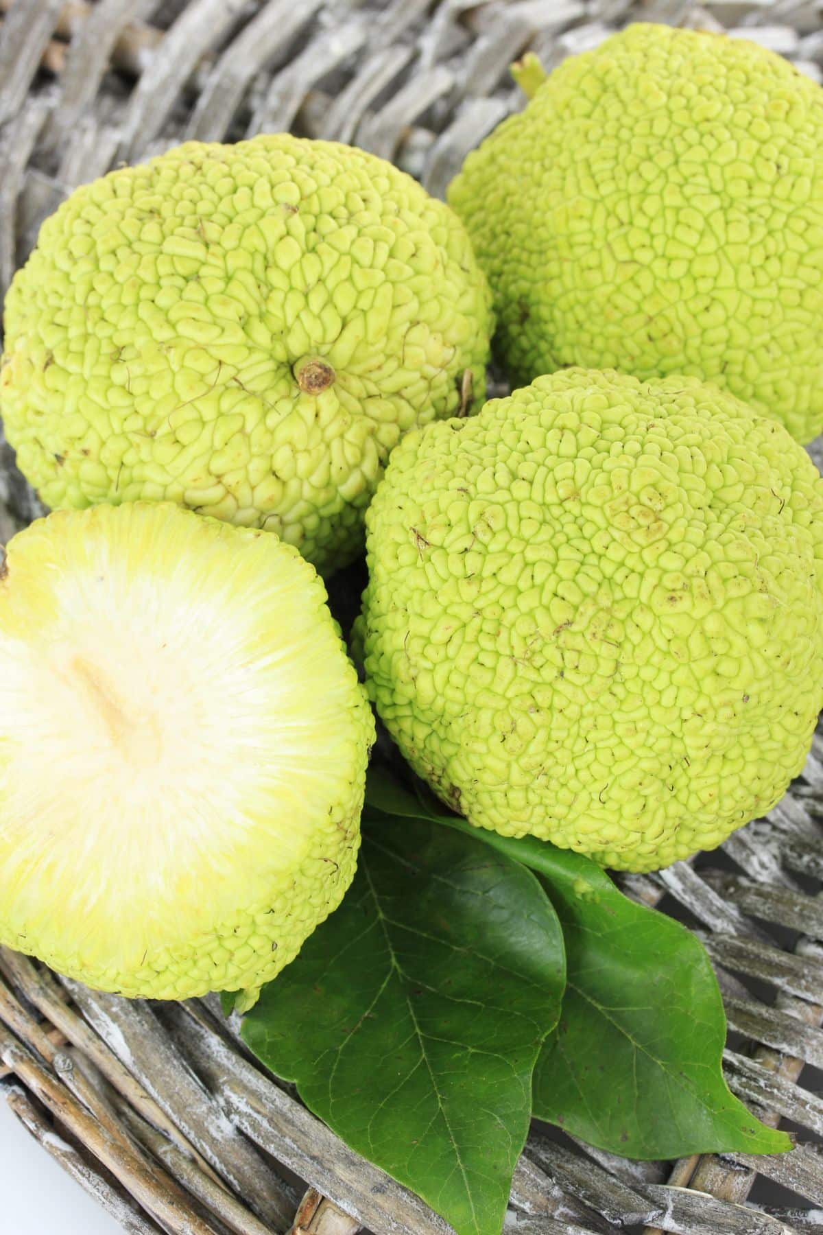 osage oranges in basket.