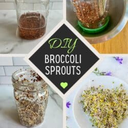 diy broccoli sprouts pin with four growing photos.
