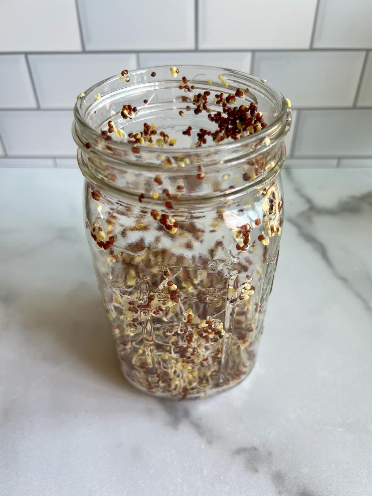 growing broccoli sprouts in jar.