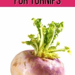 best subs for turnips pin.