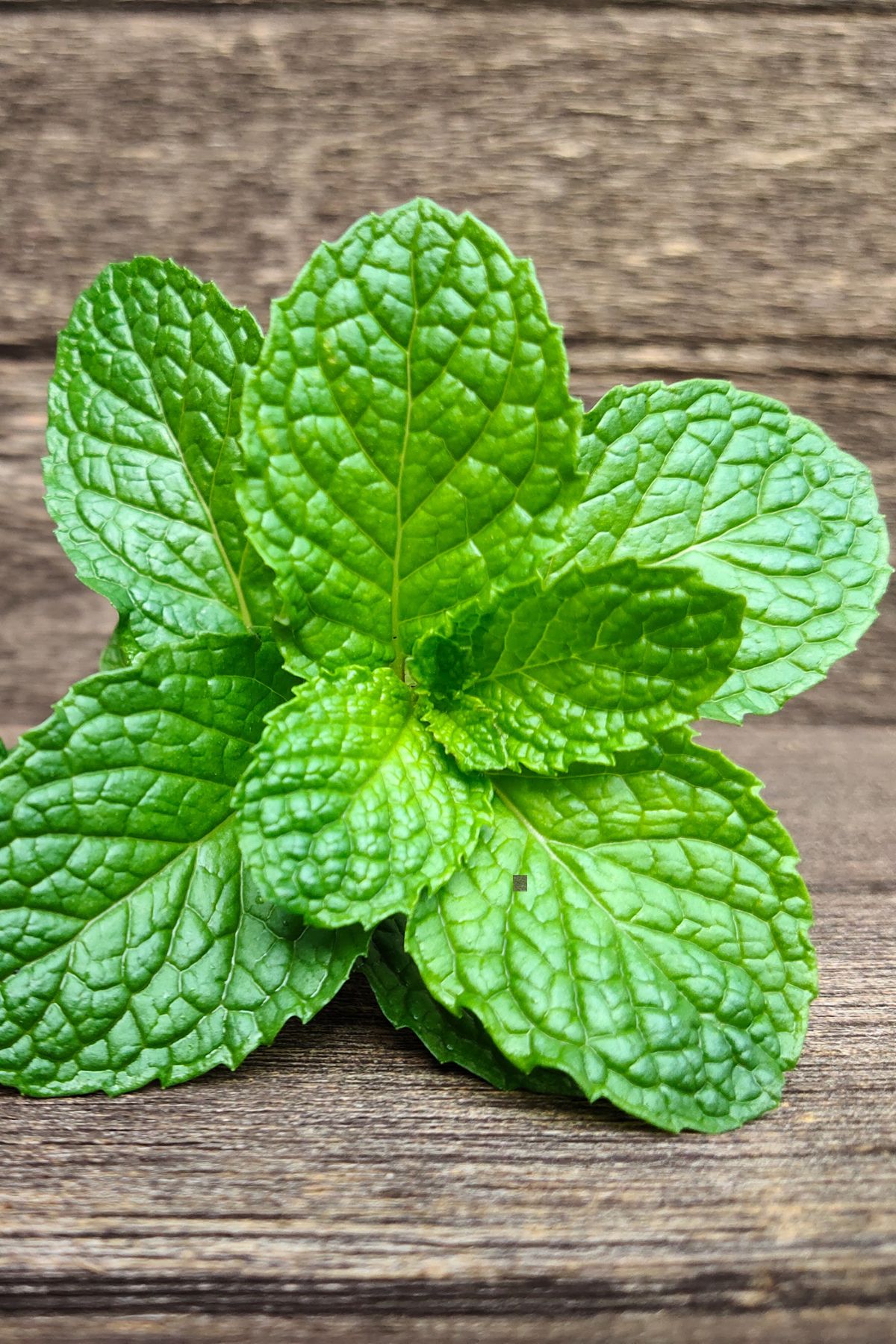 fresh peppermint leaves on table.